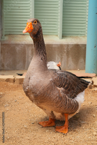 Картината върху платно Domestic goose standing alert in a vertical portrait