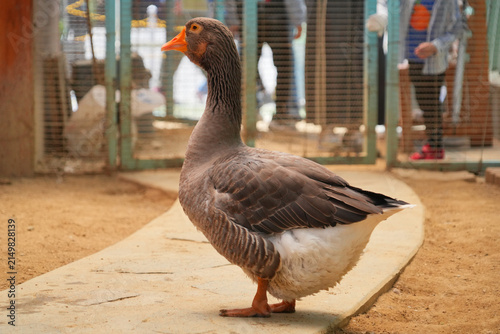 фотографія Domestic goose in side profile beside a curved path