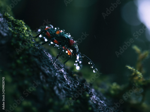 Ultra cinematic macro photograph of a beetle walking on moss-covered bark after rain, droplets clinging to its shell, dramatic side lighting, shallow focus, documentary wildlife photography style. 