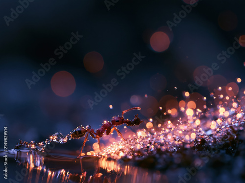 Ultra realistic macro wildlife shot of an ant carrying a food particle across rain-soaked forest floor, tiny water droplets sparkling like diamonds, dramatic natural lighting, National Geographic 