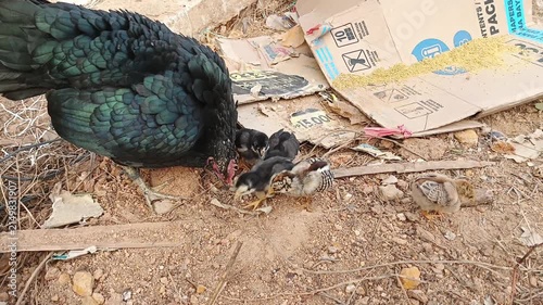 Black Hen Feeding with Cute Little Chicks on Dirt Ground