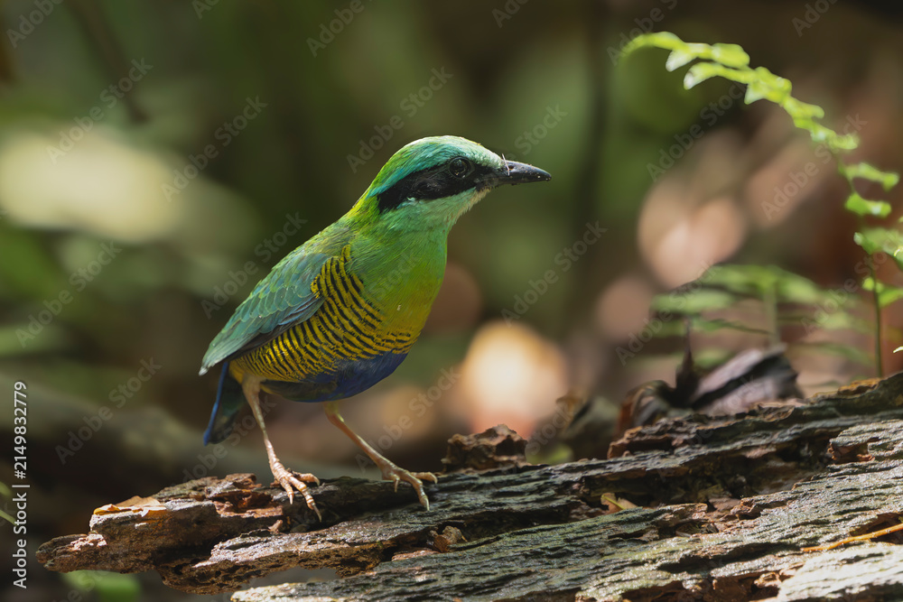 Obraz premium A Bar-bellied Pitta (Hydrornis elliotii) perched on a decaying log in Cat Tien National Park, Vietnam, featuring vibrant green feathers and black-barred yellow underparts.