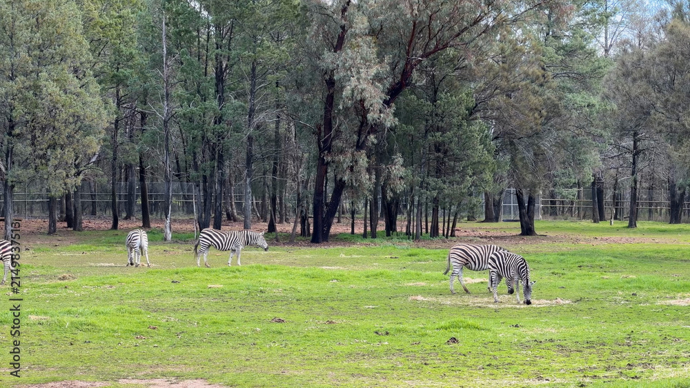 Obraz premium Zebra Herd Grazing in Open Grass Field Near Forest