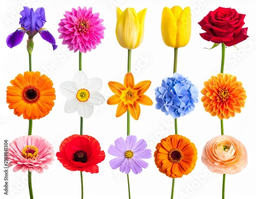 Row of various colorful flowers including tulips, roses, daisies, and poppies