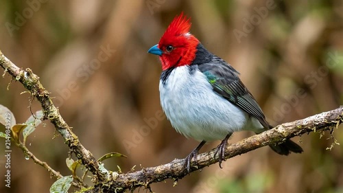 Red Crested Cardinal Bird Perched on a Tree Branch in a Wild Natural Forest Environment Setting
