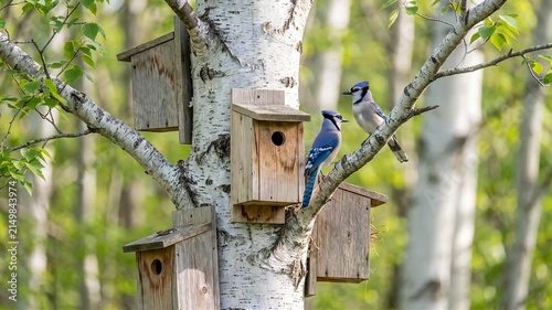Two Blue Jays Perched on a Birch Tree Near Wooden Birdhouses in a Sunny Forest Landscape