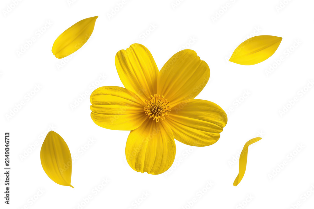 Fototapeta premium Bright yellow flower surrounded by falling petals