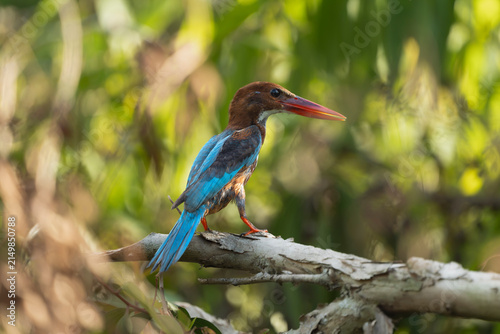 Canvastavla White-throated kingfisher (Halcyon smyrnensis) perched on a branch at Tra Su Bird Sanctuary, Vietnam