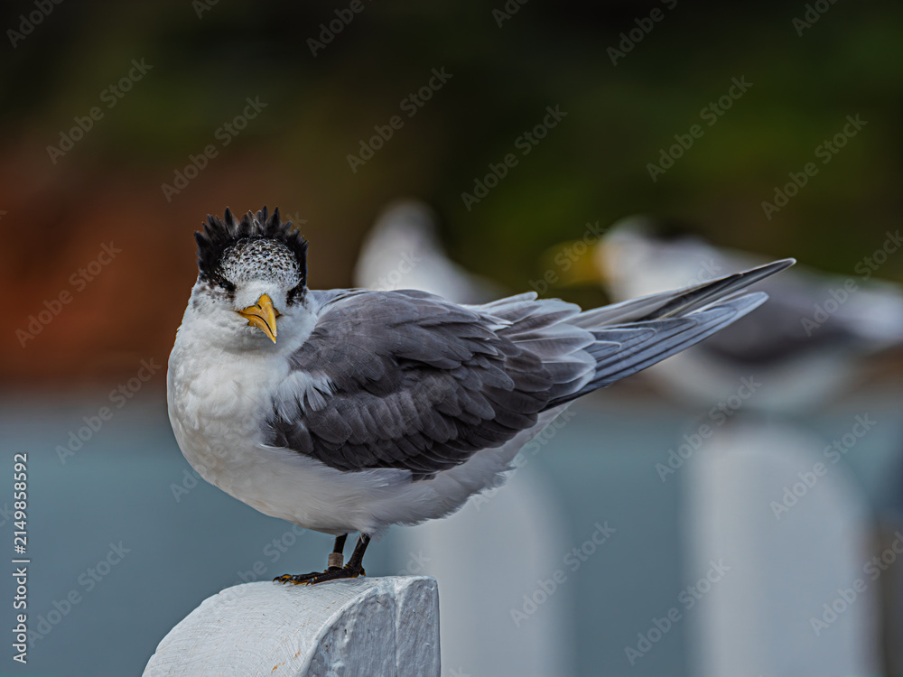 Obraz premium Greater Crested Tern In The Wind