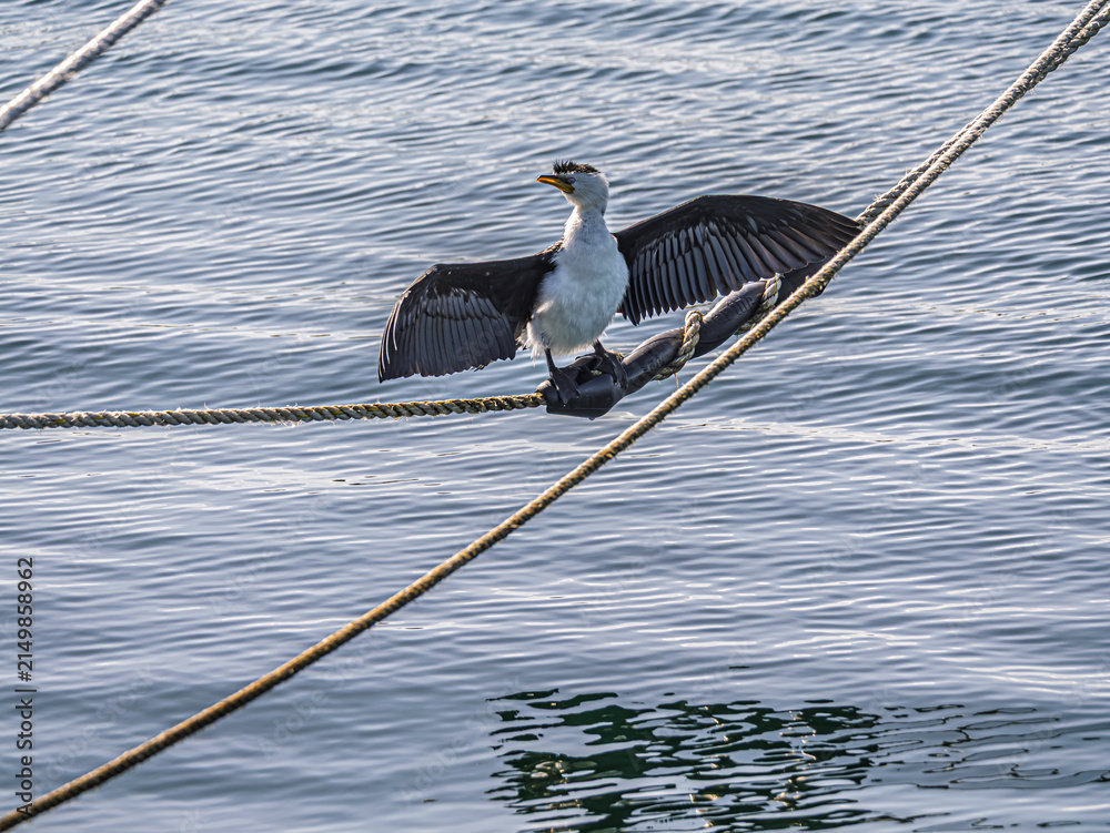 Obraz premium Pied Cormorant On Rope Wings Spread Wide Shot