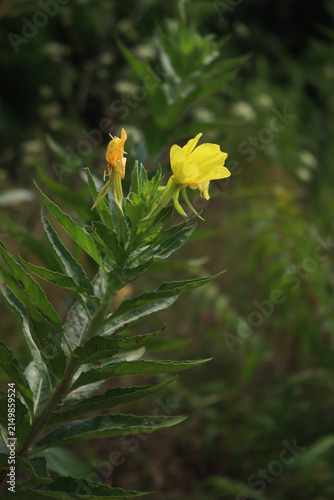 Bild auf Leinwand Evening primrose io bloom with yellow flowers in the italian countryside