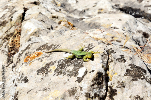 Mountain landscape. A green lizard basks on a rock early in the morning.
