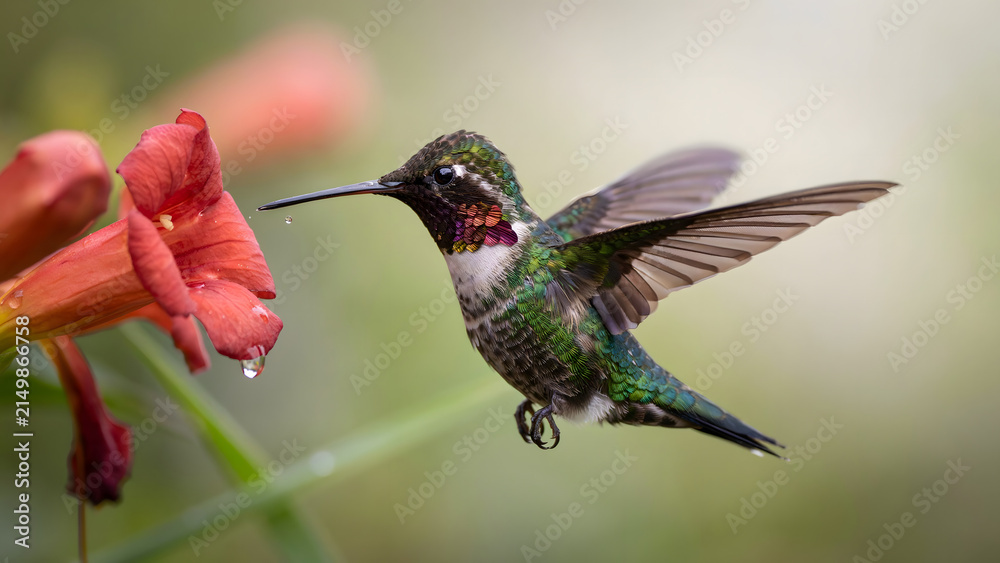 Fototapeta premium A hummingbird with shimmering green and red feathers hovering near a vibrant orange flower with a water droplet hanging from the petal