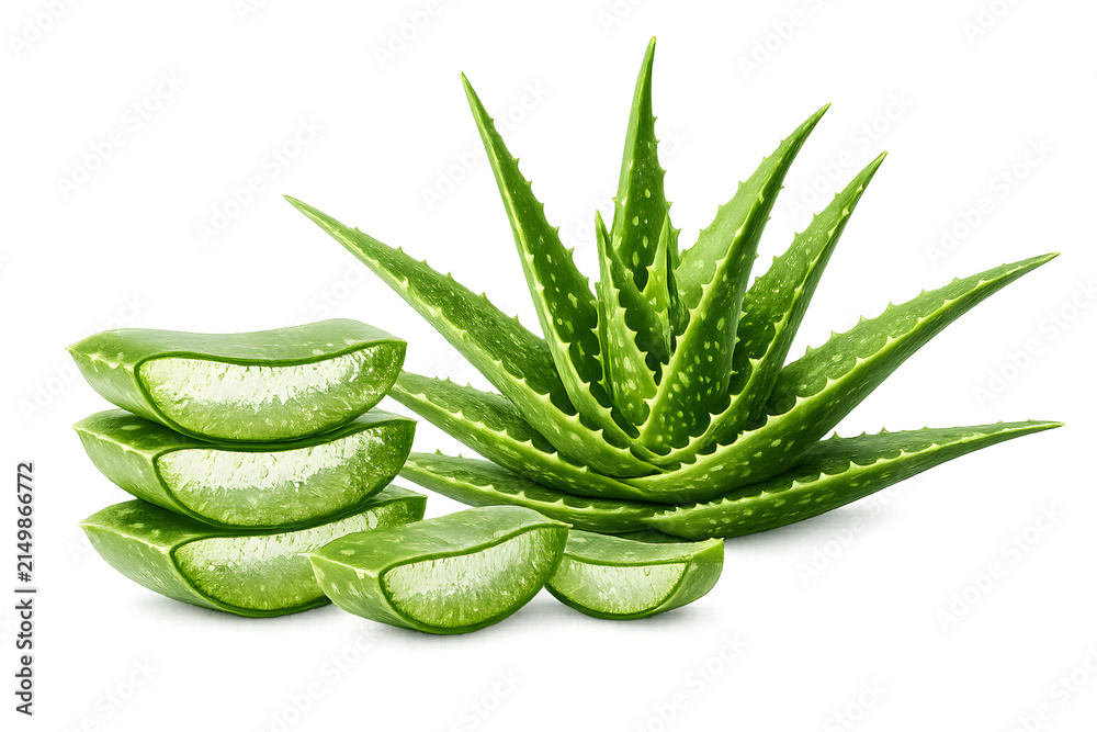 Fototapeta premium aloe vera plant