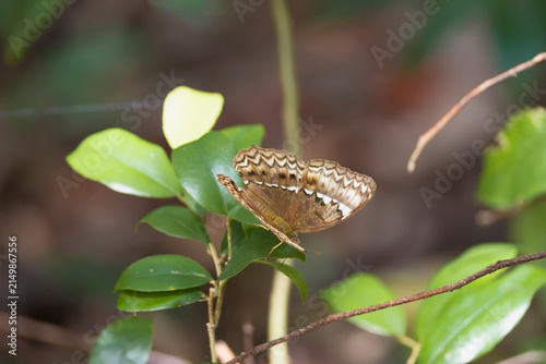 Great marquis butterfly (Tanaecia flora) resting on vibrant green leaves in the lush tropical rainforest of Côn Đảo Island, Vietnam. Wild macro photography.