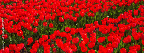 High angle view of red tulip rows, seamless spring field texture background with copy space