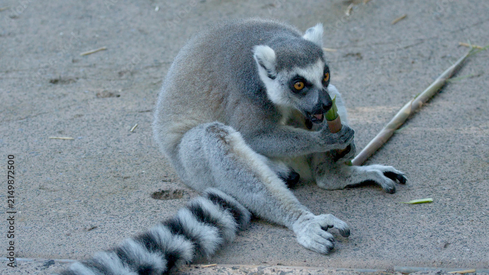 Obraz premium Ring-Tailed Lemur Sitting on Ground and Chewing on a Bamboo Stick