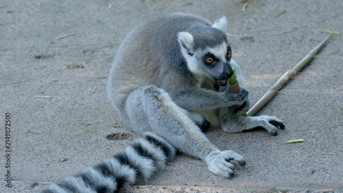 Fotografía Ring-Tailed Lemur Sitting on Ground and Chewing on a Bamboo Stick