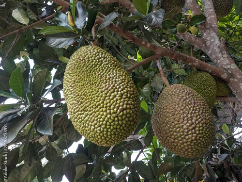 jack fruits on the tree