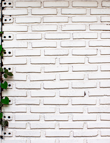 Fotografie White Painted Brick Wall Texture with Climbing Green Vine Leaves Detail