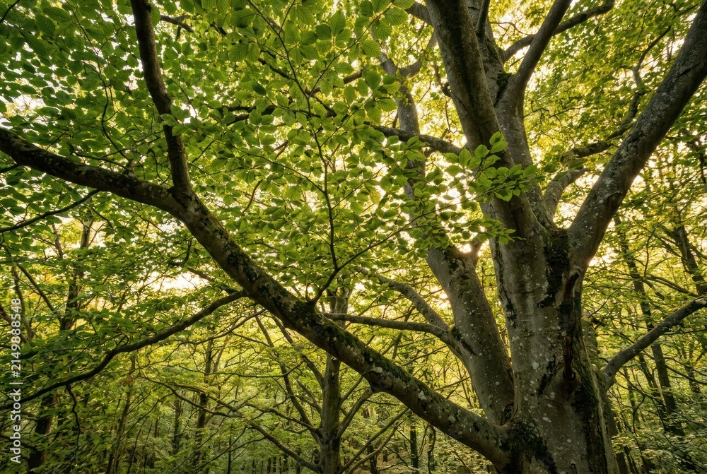 Fototapeta premium Majestic tree canopy sunlight filtering through green leaves forest outdoors