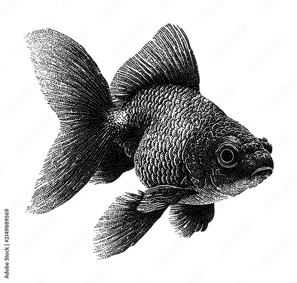 Fototapeta premium PNG Vintage engraved goldfish illustration in detailed black ink
