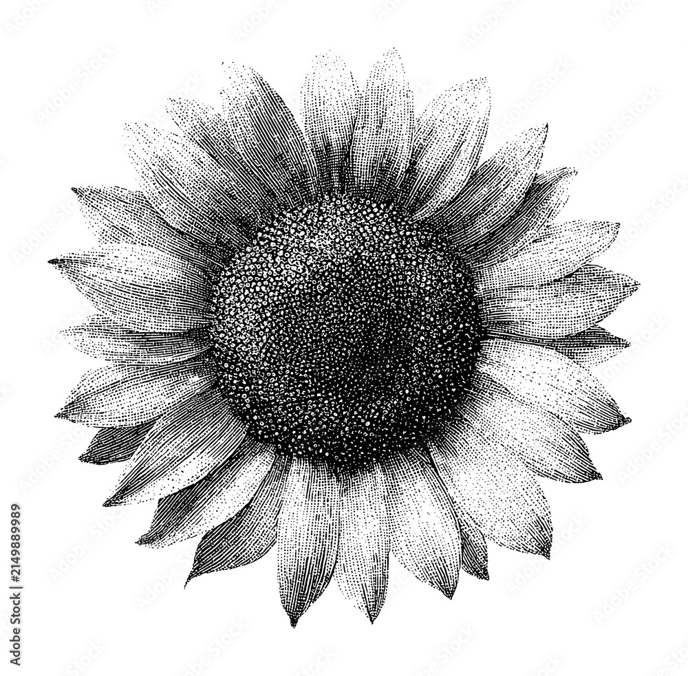 Obraz premium PNG Vintage sunflower illustration with detailed black ink engraving