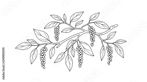 Black Pepper Branch Illustration: Hand-drawn botanical line art of peppercorns and leaves