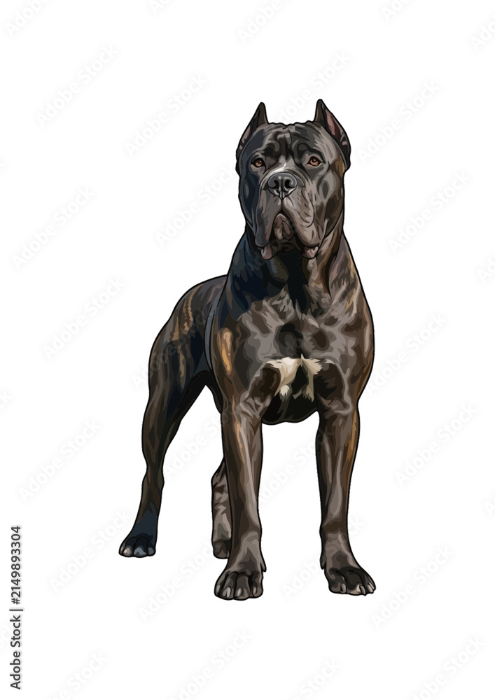 Obraz premium Vector illustration of a brindle Cane Corso dog 