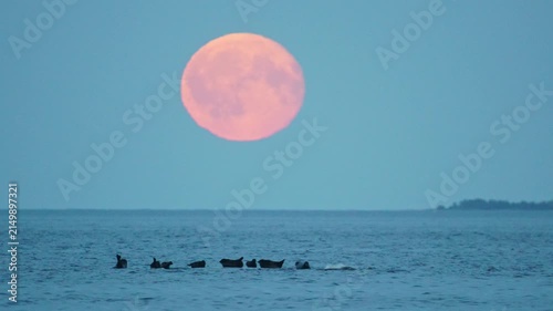 Seals are resting on rocks in the middle of a lake; a large red moon is rising in the background, in slow motion.