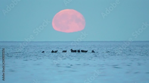 Seals are resting on rocks in the middle of a lake; a large red moon is rising in the background, in slow motion.