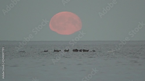 Seals are resting on rocks in the middle of a lake; a large moon is rising in the background, in slow motion.
