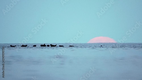 Seals are resting on rocks in the middle of a lake; a large moon is rising in the background, in slow motion.