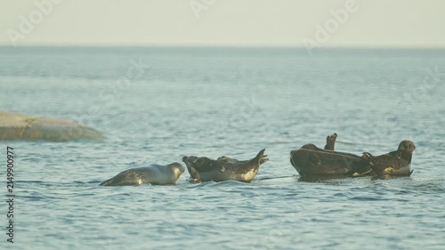 Seals resting on rocks in the middle of the lake at sunset, in slow motion.