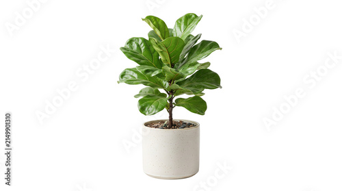 Fiddle leaf fig houseplant in white ceramic pot, lush green ficus lyrata indoor plant, modern home decor greenery isolated PNG with Transparent Background