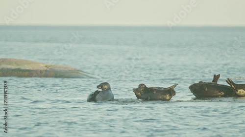 Seals resting on rocks in the middle of the lake at sunset, in slow motion.