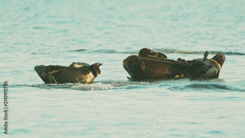 Seals resting on rocks in the middle of the lake at sunset, in slow motion.