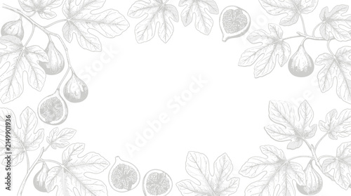 Vintage botanical fig tree illustration