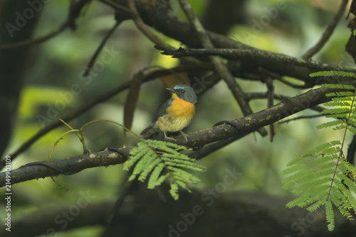 Bild auf Leinwand male Indochinese Blue Flycatcher (Cyornis sumatrensis) perched on a vine-covered branch in Cat Tien National Park, Vietnam, featuring blue upperparts and a bright orange breast