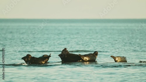Seals resting on rocks in the middle of the lake at sunset, in slow motion.