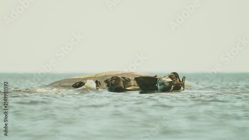 Seals resting on rocks in the middle of the lake at sunset, in slow motion.