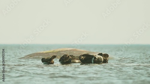 Seals resting on rocks in the middle of the lake at sunset, in slow motion.