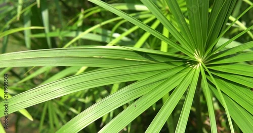 Umbrella Papyrus Plant with Radiating Leaves in Garden