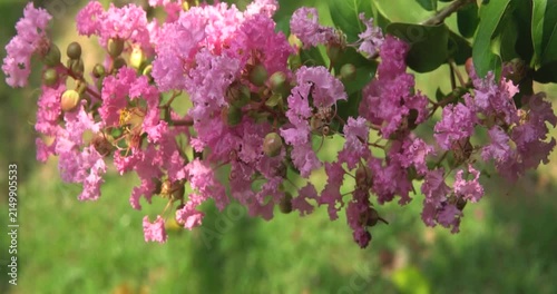 Blooming Pink Crape Myrtle Flowers on Branch in Garden