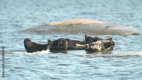 Seals resting on rocks in the middle of the lake at sunset, in slow motion.