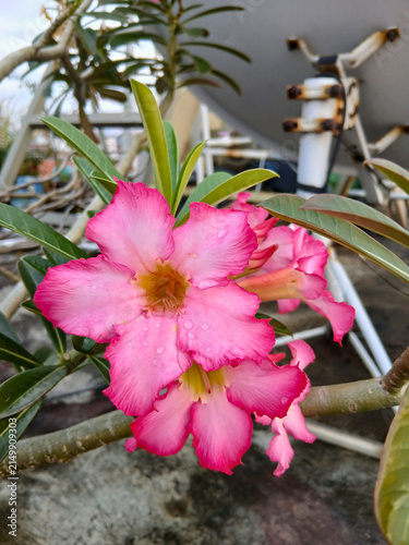 Beautiful Pink Desert Rose (Adenium) Flowers Blooming on the Tree