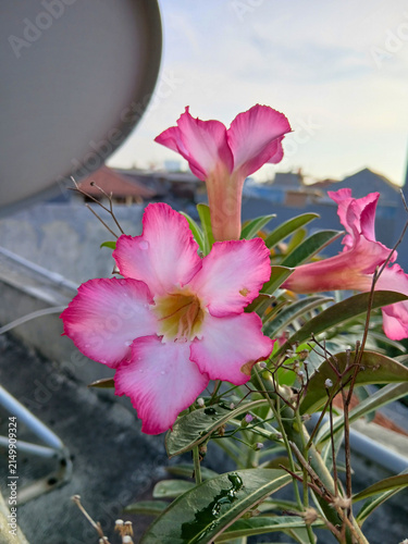 Beautiful Pink Desert Rose (Adenium) Flowers Blooming on the Tree