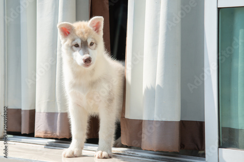 Cute fluffy Siberian Husky puppy standing between curtains at glass door looking outside.Cute fluffy Siberian Husky puppy standing between curtains at glass door looking outside.