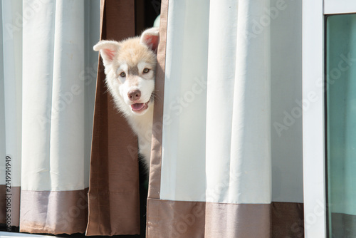 Cute fluffy Siberian Husky puppy peeking out from behind curtains looking at camera with smile.