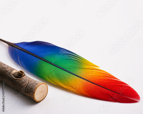 Vivid parrot-like feather and smooth branch section on clean surface, biodiversity and natural beauty concept